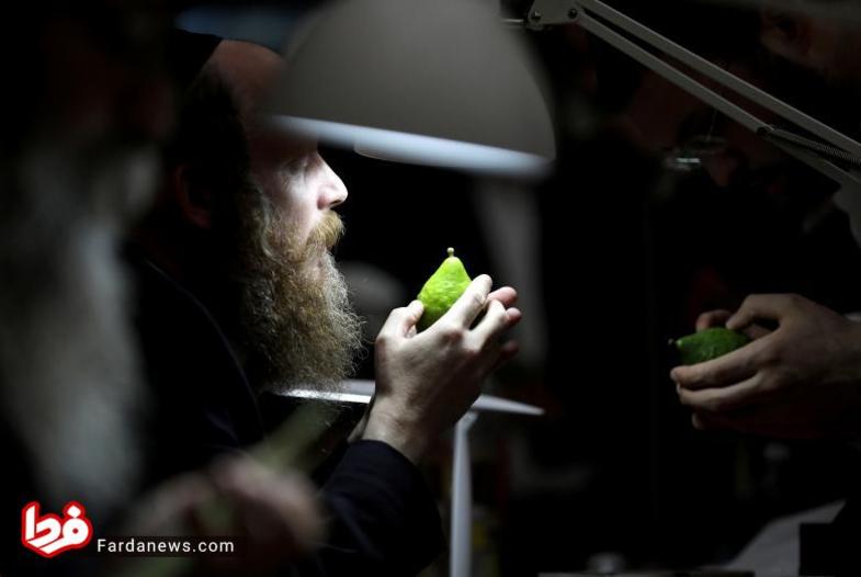تصویر مرد یهودی پیرو کلیسای ارتدکس در حال دعا کردن میوه ترنج که در این طول این جشن استفاده می شود است. 