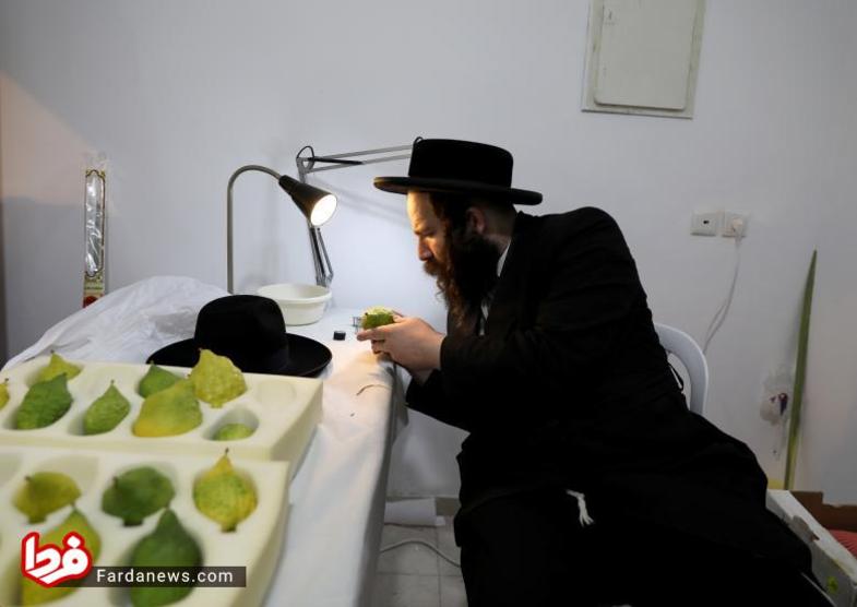 تصویر مرد یهودی در حال بررسی ترنج مخصوص این جشن