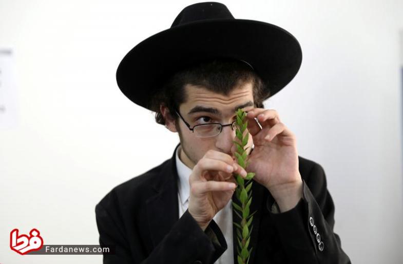 به دلیل اینکه این جشن، جنبه کشاورزی دارد، پس از جمع آوری محصول به پاس نعمت‌های بیکرانی که خداوند به ما داده، چهار نوع از محصولات زمین که عبارت‌اند از ترنج، شاخه درخت خرما، شاخه گیاه مورد و شاخه درخت بید را در دست می گیرند و دعای مخصوصی می‌خوانند. در این تصویر مرد یهودی در حال دعا خواندن بر شاخه گیاه مورد است.