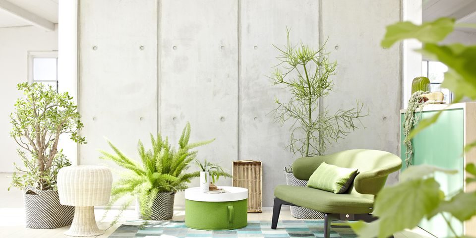 ۶ دلیل زرد شدن برگ گیاه خانگی