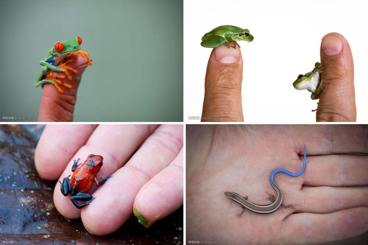 موجودات بند انگشتی