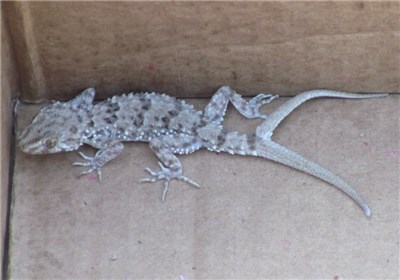 «مارمولک دو دم» در گناباد +تصاویر